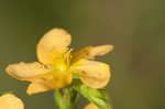 Hairy St. Johnswort